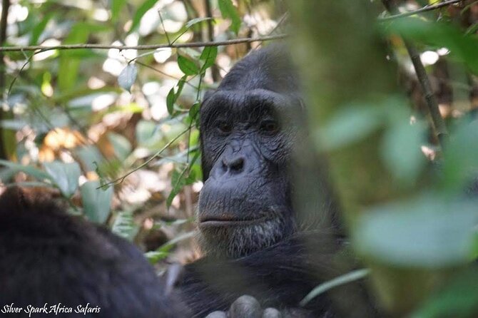 13-Day Uganda Mgahinga Gorilla Trek, Maasai Amboseli Park - Nairobi arrival, hotel reset, and a proper first evening