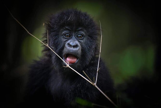 13-Day Uganda Mgahinga Gorilla Trek, Maasai Amboseli Park - Maasai Mara game drives: more than just a box-check safari day