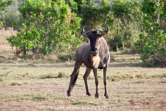 13-Day Uganda Mgahinga Gorilla Trek, Maasai Amboseli Park - Jinja on the Nile: where downtime turns into easy adventure