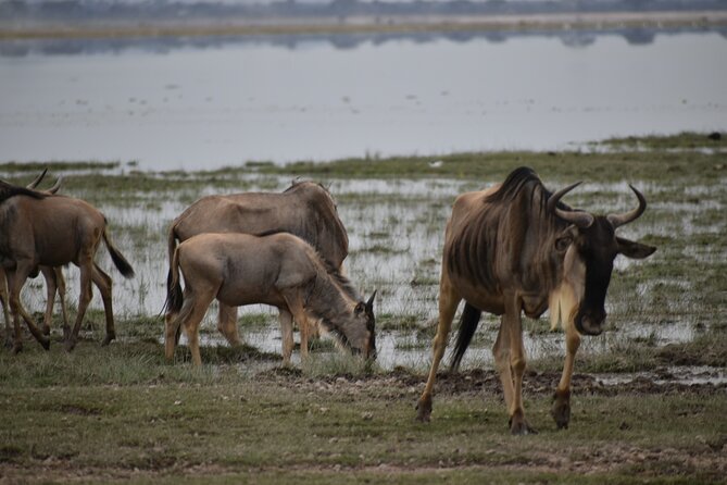 13 Days Best of Kenya and Tanzania BudgetSafari - Amboseli: elephant and hippo bathing in swamps, plus Kilimanjaro only if the weather allows
