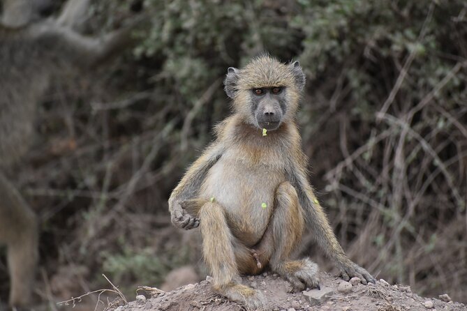 13 Days Best of Kenya and Tanzania BudgetSafari - Namanga border to Arusha: the crossing reset you should understand