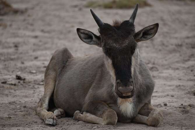 13 Days Best of Kenya and Tanzania BudgetSafari - Lake Manyara afternoon drive: shorter day, still worth the detour