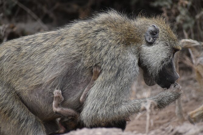 13 Days Best of Kenya and Tanzania BudgetSafari - Full day in Maasai Mara: best park roads, hippo pool picnic, and close viewing