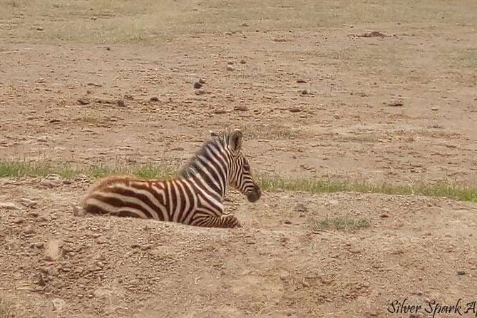 14-Day Serengeti Maasai Mara Amboseli Tarangire Zanzibar - Day 6 in Amboseli: Full-Day Drive With Observation Hill