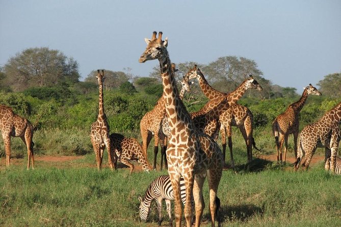 14-Days Kenya and Tanzania Camping Safari from Nairobi - Serengeti camping days: the long view (and why that’s worth it)