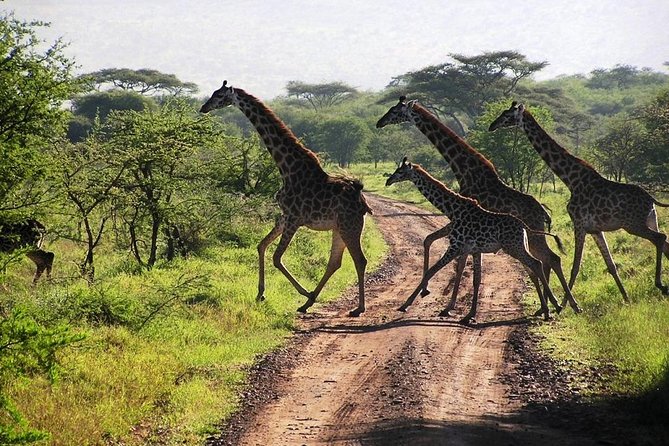 14-Days Kenya and Tanzania Camping Safari from Nairobi - Ngorongoro Crater rim to the hippo pool picnic moment