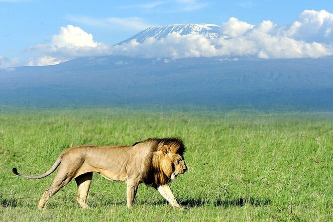 2-Day all inclusive safari to Amboseli National park from Nairobi - Road trip from Nairobi to Amboseli, and why timing matters