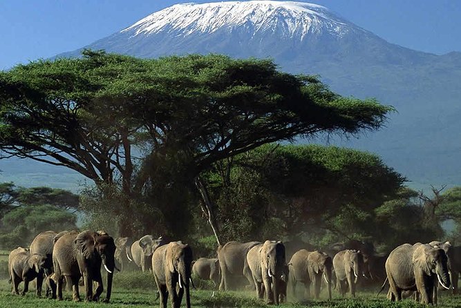 2-Day Amboseli National Park Safari- Daily Departures - Price and value: what $495 covers, and what to budget for