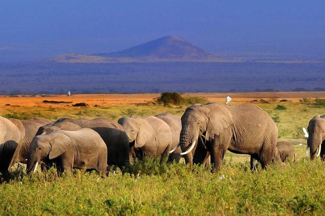 2-Day Amboseli National Park Safari- Daily Departures - Inside Amboseli: arrival, lunch, and the build-up to the 4pm game drive
