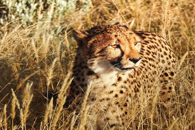 2-Day Private Tour in Masai Mara with Pick Up - Quick take: what you will feel on this 2-day Mara trip