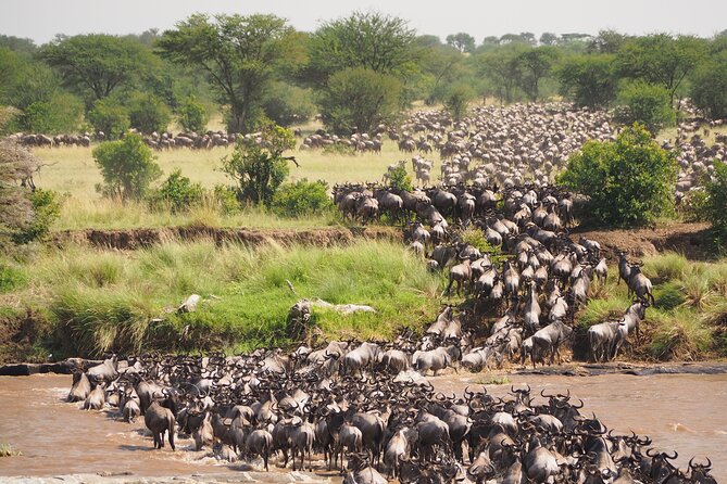 2-Day Private Tour in Masai Mara with Pick Up - Your 5:00 am Nairobi pickup and the drive to Narok and the Mara