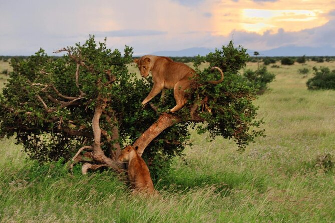 2-Day Private Tour in Masai Mara with Pick Up - Day 2 back to Nairobi via Longonot, Naivasha, or Kiambethu tea
