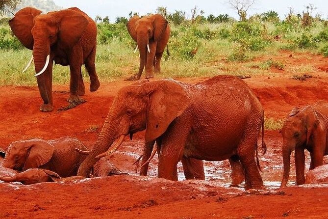 2-Day Private Tour in Tsavo East - Key Things That Make This Tsavo East Safari Work