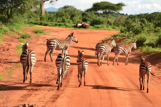 2-Day Private Tour in Tsavo East - Day 1 in East Tsavo: Mid-Morning Arrival, Lunch, Then Cooler-Weather Foraging