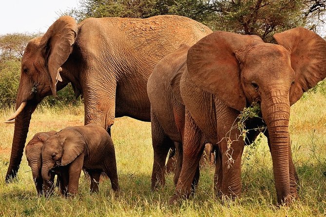 2-Day Safari in Taita Hills from Mombasa - Day 2 Dawn Drive and the Kilimanjaro Chance