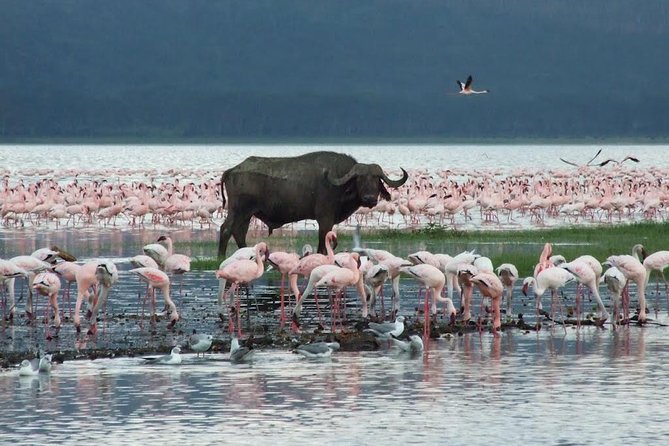 2 Day Tour Lake Nakuru, Hell' s Gate & Lake Naivasha From Nairobi - Overnight stay in Lanet Matfam Resort, then you do it again on day two