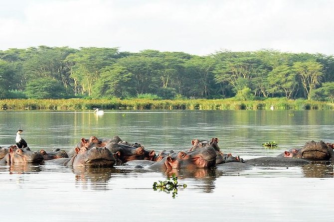 2 Day Tour Lake Nakuru, Hell' s Gate & Lake Naivasha From Nairobi - Price and value: why $495 can make sense on a tight schedule