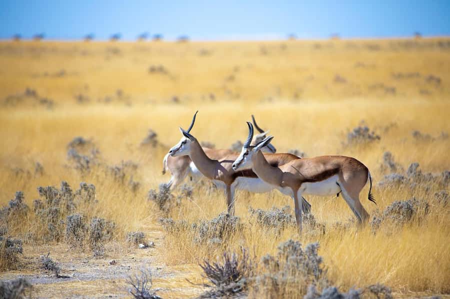 2-Day Tsavo East National Park Safari (with options) - Day 2: early breakfast, a final morning drive, then an afternoon exit