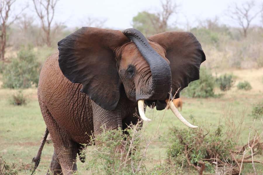 2-Day Tsavo East National Park Safari (with options) - Price and value: what $360 covers, and what to budget for park entry