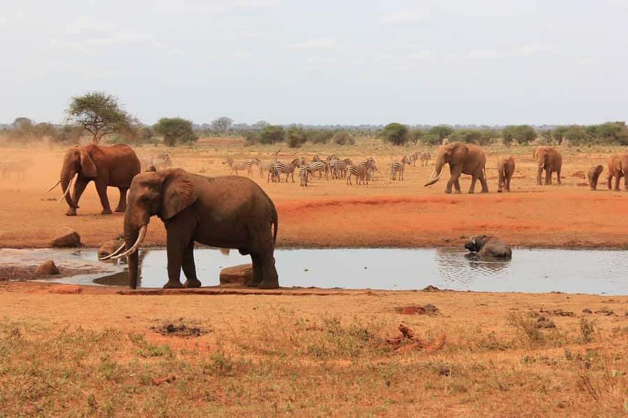 2-Day Tsavo East National Park Safari (with options) - Practical tips that will help you enjoy the drives more