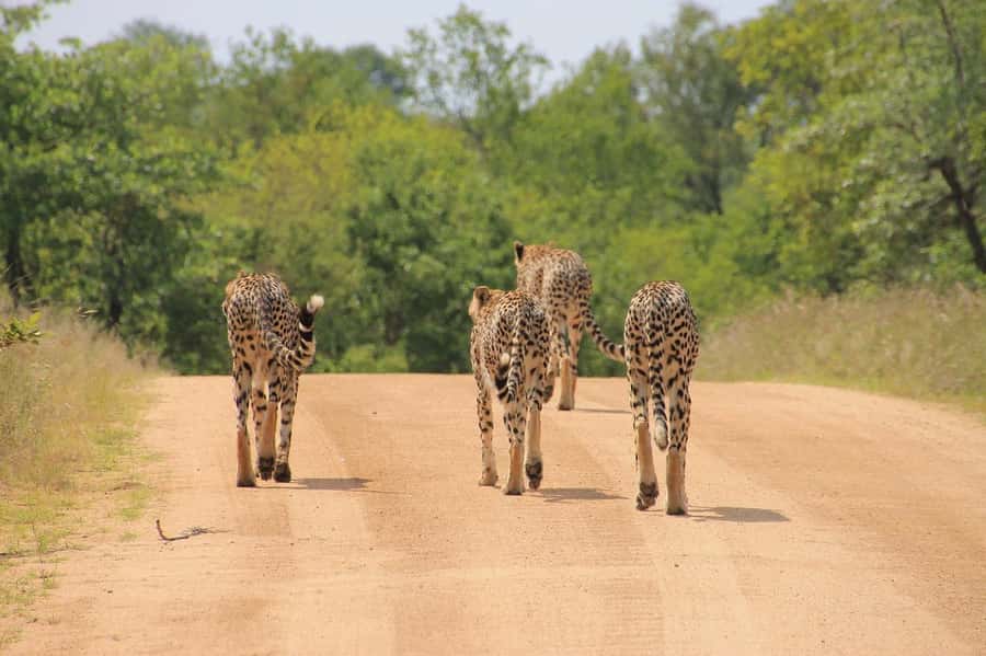 2-Day Tsavo East National Park Safari (with options) - Getting picked up at 6:00 AM, then spotting faster from a pop-up roof