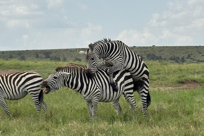 2 Days 1 Night Amboseli National Park Private Safari. - Nairobi pickup and the ride into Amboseli