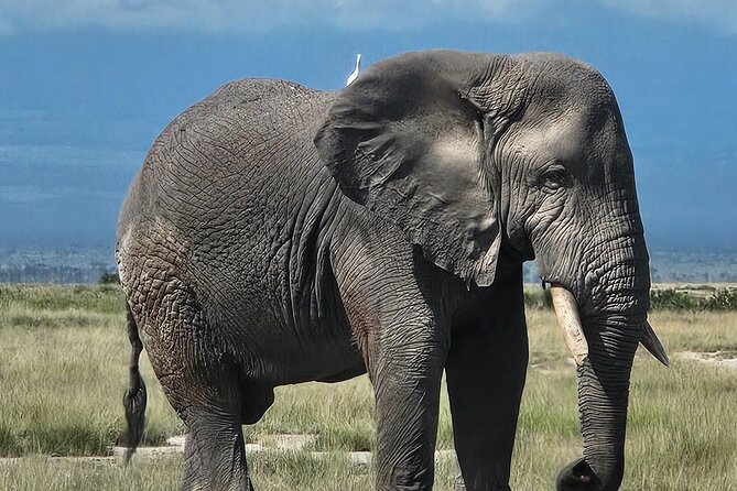 2 Days 1 Night Amboseli National Park Private Safari. - A full-board lodge night, and what makes it feel worth it
