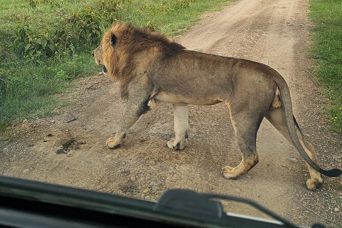 2 Days 1 Night Amboseli National Park Private Safari. - Day 2: early morning game drive when animals feel most active