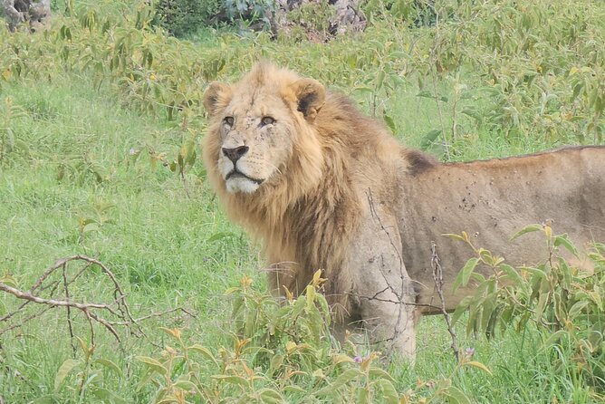 2 Days 1 Night Amboseli National Park Private Safari. - Observation Hill: the one place you can walk for 360-degree views