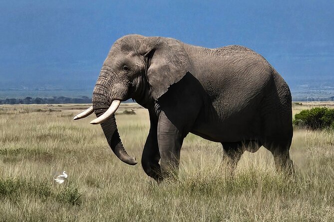 2 Days 1 Night Amboseli National Park Private Safari. - Price and what $470 per person really covers