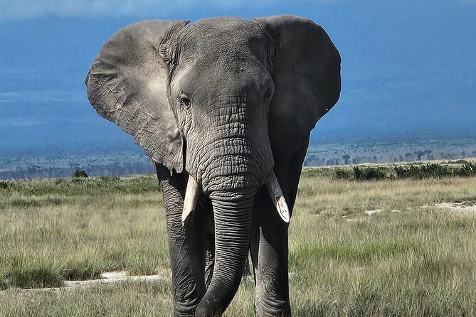2 Days 1 Night Amboseli National Park Private Safari. - Day 1: check in midday, then an evening game drive