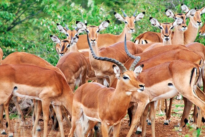 2 Days 1 Night Amboseli National Park Safari from Nairobi - Where You Sleep: Safari Camp or Lodge, Including the Real-World Comfort Notes
