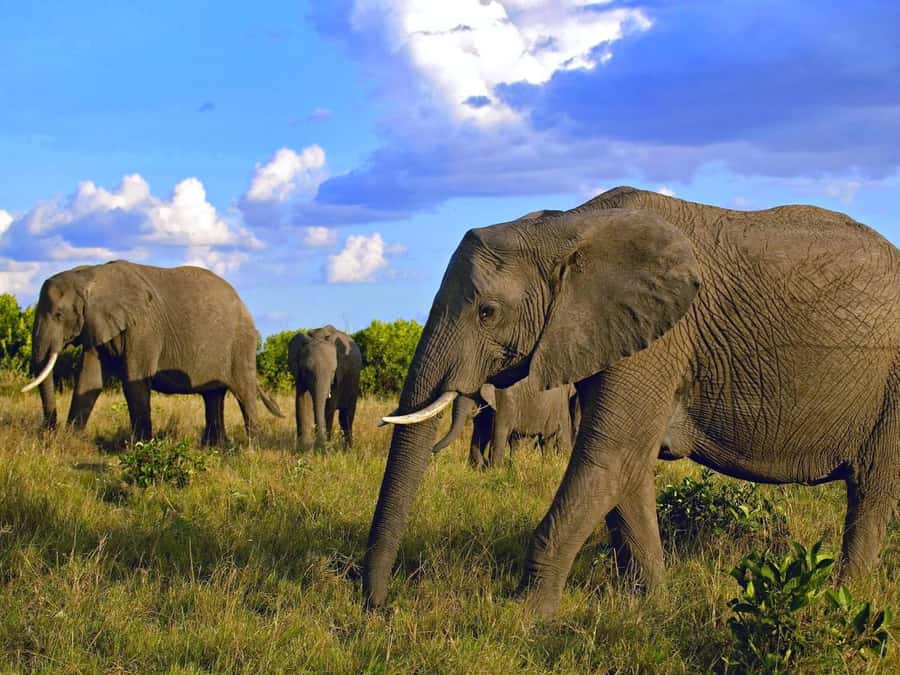 2 Days 1 Night Amboseli Safari - Key moments worth circling on your calendar