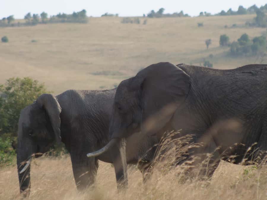 2 Days 1 Night Amboseli Safari - Day 1 Nairobi to Amboseli, arriving for lunch then heading out