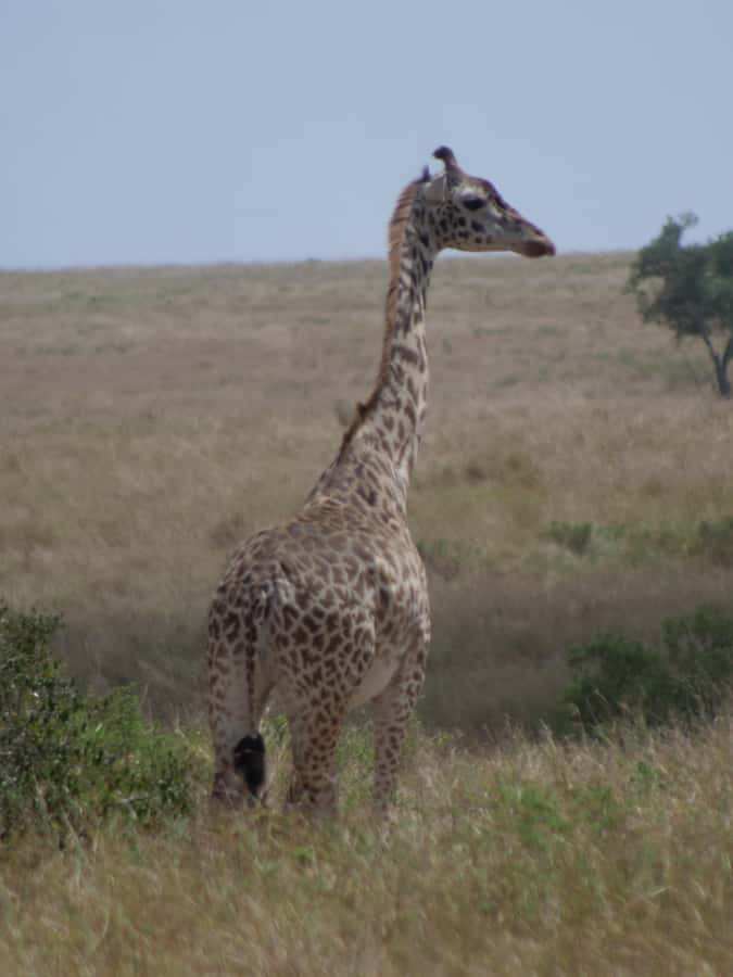 2 Days 1 Night Amboseli Safari - Lodges in the included set, how full-board changes the value