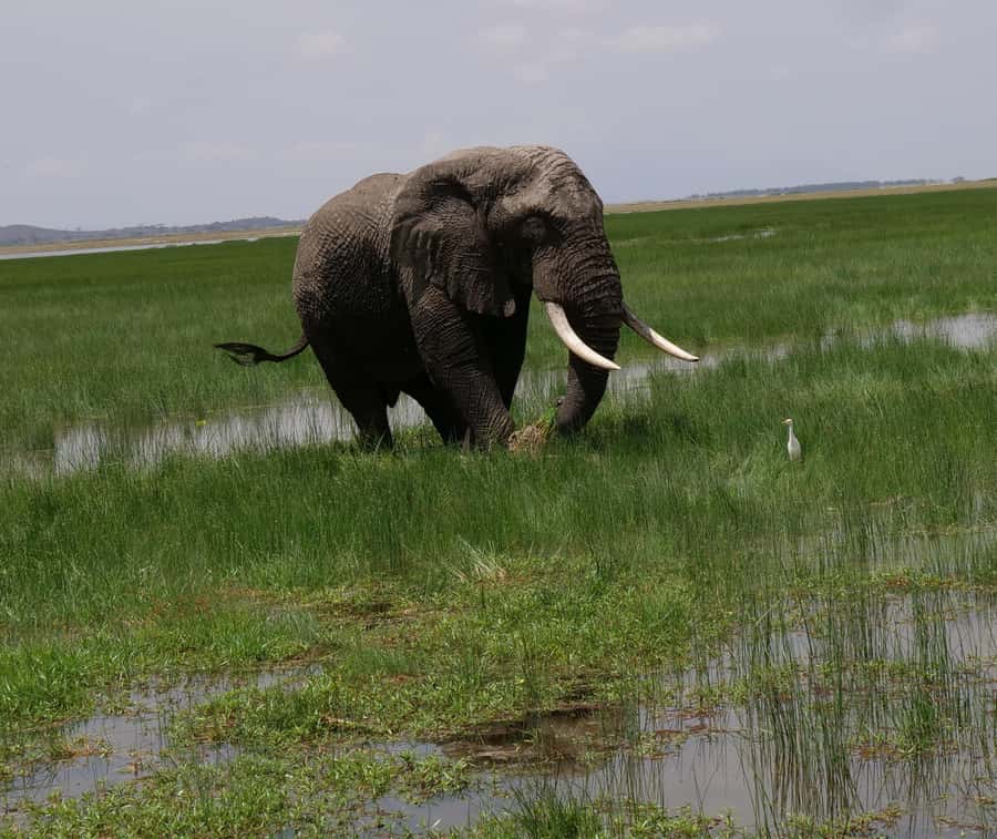 2 Days 1 Night Amboseli Safari - Day 2 early morning drive, the best shot at action
