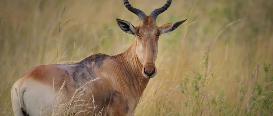 2 Days 1 Night Amboseli Safari - Price and value check for $548 per person