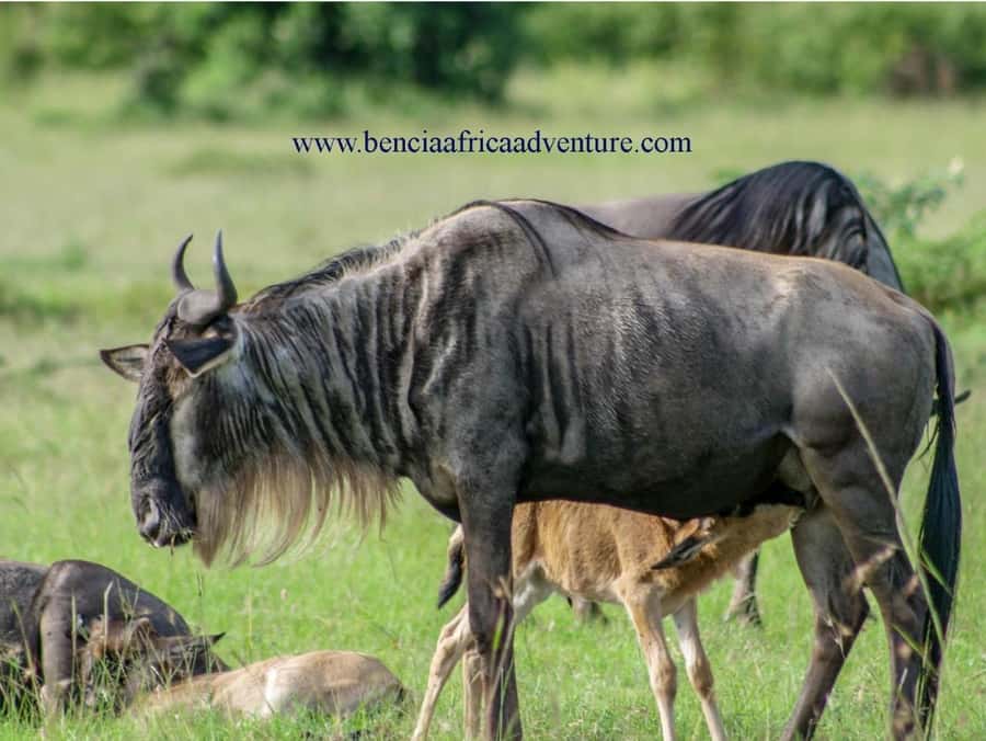 2 Days 1 Night Amboseli Safari - Guide quality and vehicle comfort, the practical reality