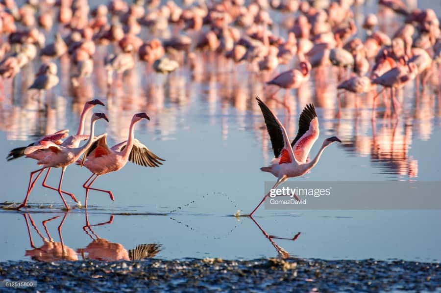 2 Days 1 Night Amboseli Safari - What to bring, and how to avoid common annoyances
