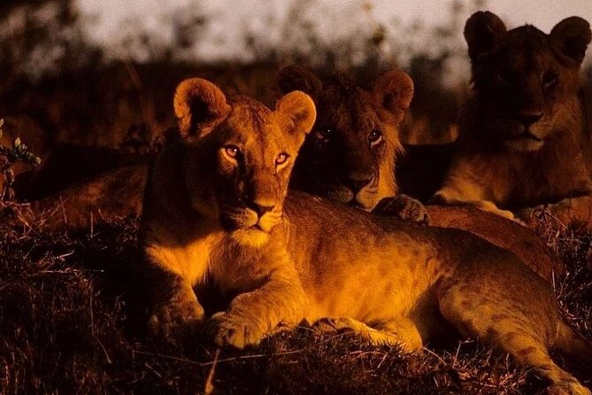 (2 Days, 1 Night) Day & Night Game Drive Tsavo East National Park - Morning Game Drive in Tsavo East, Before Lunch and Rest