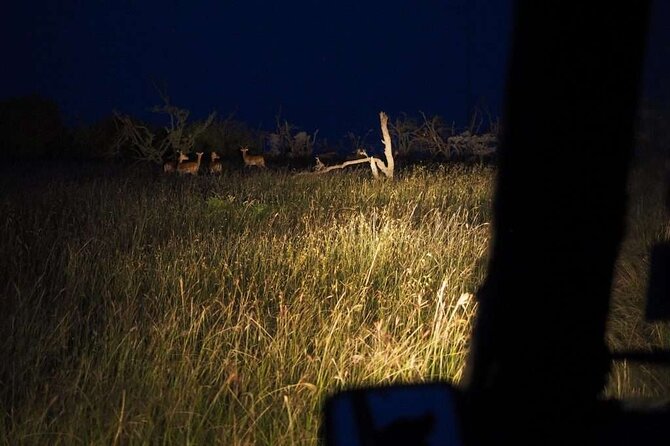 (2 Days, 1 Night) Day & Night Game Drive Tsavo East National Park - Day 2 Morning Drive and Your Way Back to the Coast