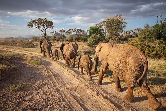 (2 Days, 1 Night) Day & Night Game Drive Tsavo East National Park - Night Game Drive: How to Watch When the World Goes Dark