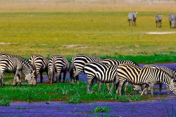 2 Days 1 Night Private Tour to Amboseli National park 4<em>4 Vehicle – Key highlights you’ll actually care about’ /></p>
<ul>
<li><strong>Kilimanjaro views that change by the hour</strong>, with elephant sightings set against the mountain backdrop</li>
<li><strong>Two game-drive windows</strong>, Day 1 afternoon and Day 2 early morning for different animal activity</li>
<li><strong>Big-herd Amboseli reputation</strong>, including elephants in the swamp area and near multiple habitats</li>
<li><strong>Meals and lodge included</strong>, so you are not hunting for food or paying for basic logistics</li>
<li><strong>A real chance at predators</strong>, plus birds (Amboseli has 370+ species) for non-stop spotting</li>
<li><strong>Optional Maasai Village visit for $20</strong>, if you want cultural add-on time</li>
</ul>
<h2 id="amboseli-nairobi-and-why-kilimanjaro-steals-the-show">Amboseli, Nairobi, and why Kilimanjaro steals the show</h2>
<p><img width="669" height="446" decoding="async" src=