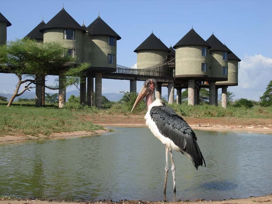 2 days 1 night saltlick safari from Diani/Mombasa - Day 2: Early Drive, Breakfast at the Lodge, and Back by Mid-Afternoon