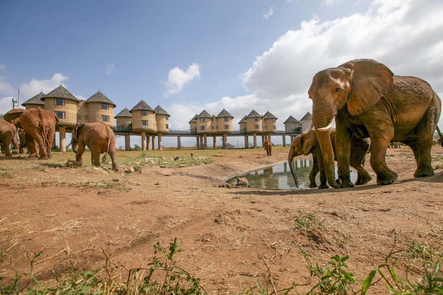 2 days 1 night saltlick safari from Diani/Mombasa - Full Board at the Lodge: Meals, Buffet Style, and What’s Actually Included
