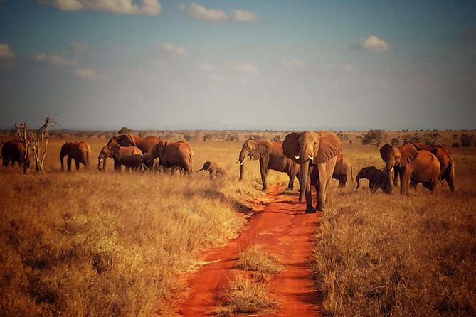 2 Days (1 night); Tsavo East & Saltlick Safari: - Leaving Diani at 5:00 am and entering Tsavo East via Bachuma Gate