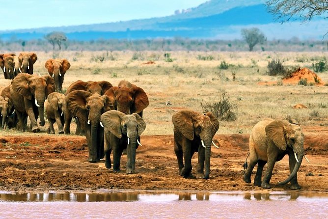 2 Days (1 night); Tsavo East & Saltlick Safari: - What you’re gaining from two different animal zones
