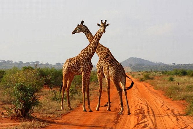 2 Days (1 night); Tsavo East & Saltlick Safari: - The lodge lunch stop at Zomeni Lion Hill Lodge