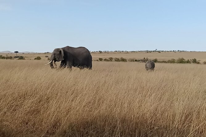 2 Days Adventurous Safari in Amboseli (Mid Range Tour) - Day 2: Big Game Hours, Birding Time, and Maasai Village Culture