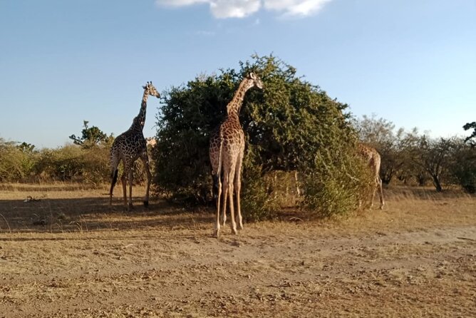 2 Days Adventurous Safari in Amboseli (Mid Range Tour) - Nairobi to Amboseli: The Drive Day You Actually Need